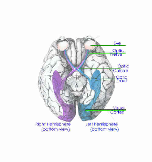 How the Eyes are Wired to the Brain